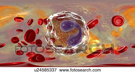 Stock Photo - Eosinophil white blood cell, illustration. Fotosearch