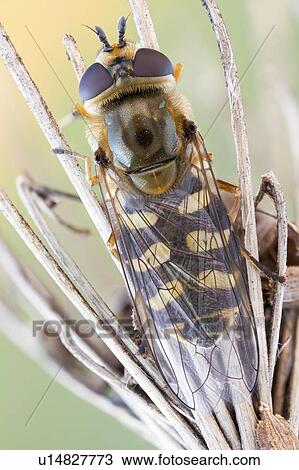 Stock Image - Eupeodes hoverfly. Fotosearch