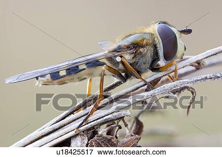 Eupeodes hoverfly View Large Photo Image Stock Photo - Eupeodes hoverfly. Fotosearch