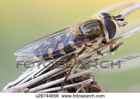 Stock Photograph - Eupeodes hoverfly. Fotosearch