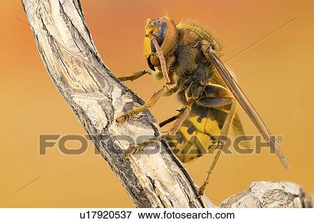 Stock Photo - European hornet. Fotosearch
