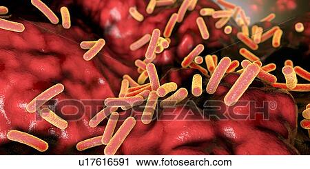 Faecalibacterium prausnitzii bacteria, illustration. This is one of the most abundant bacterial species found in the human gut. Its presence is thought to give protection against a number of gut disorders including inflammatory bowel disease, Crohn's... View Large Photo Image Stock Image - Faecalibacterium prausnitzii bacteria, illustration. This is one of the most abundant bacterial species found in the human gut. Its presence is thought to give protection against a number of gut disorders including inflammatory bowel disease, Crohn's.... Fotosearch