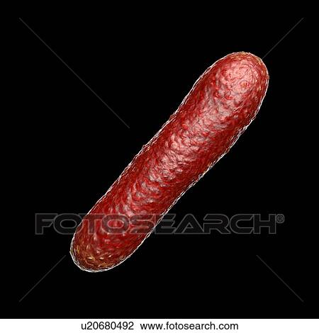 Stock Image - Faecalibacterium prausnitzii bacteria, illustration. This is one of the most abundant bacterial species found in the human gut. Its presence is thought to give protection against a number of gut disorders including inflammatory bowel disease, Crohn's.... Fotosearch