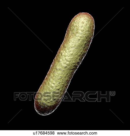 Faecalibacterium prausnitzii bacteria, illustration. This is one of the most abundant bacterial species found in the human gut. Its presence is thought to give protection against a number of gut disorders including inflammatory bowel disease, Crohn's... View Large Photo Image Stock Photo - Faecalibacterium prausnitzii bacteria, illustration. This is one of the most abundant bacterial species found in the human gut. Its presence is thought to give protection against a number of gut disorders including inflammatory bowel disease, Crohn's.... Fotosearch
