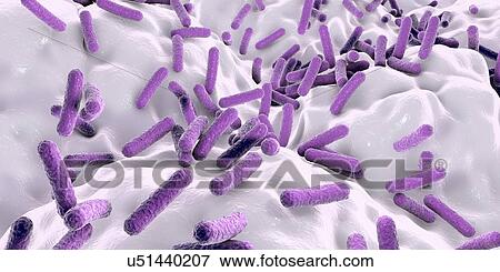 Stock Photo - Faecalibacterium prausnitzii bacteria, illustration. This is one of the most abundant bacterial species found in the human gut. Its presence is thought to give protection against a number of gut disorders including inflammatory bowel disease, Crohn's.... Fotosearch