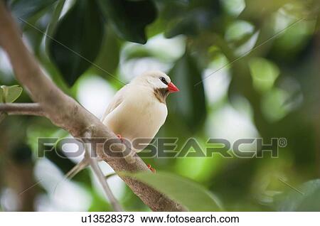 Stock Image - Fawn shaft-tail finch. Fotosearch