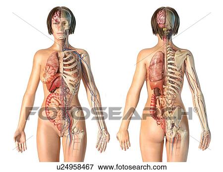 Stock Photo - Female anatomy, illustration. Fotosearch