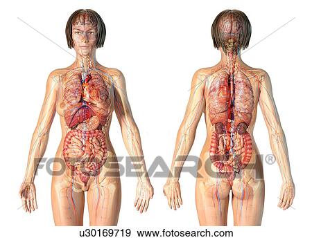 Stock Photo - Female anatomy, illustration. Fotosearch