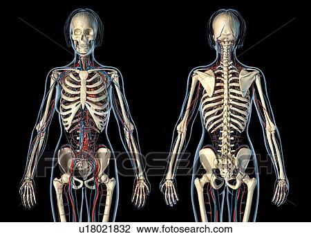 Female cardiovascular and skeletal systems, illustration View Large Photo Image Stock Image - Female cardiovascular and skeletal systems, illustration. Fotosearch