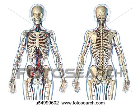 Female cardiovascular and skeletal systems, illustration View Large Photo Image Stock Image - Female cardiovascular and skeletal systems, illustration. Fotosearch