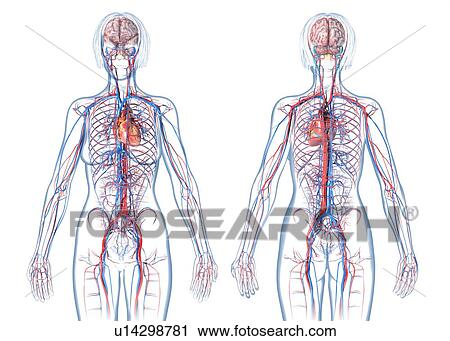Stock Image - Female cardiovascular system, illustration. Fotosearch
