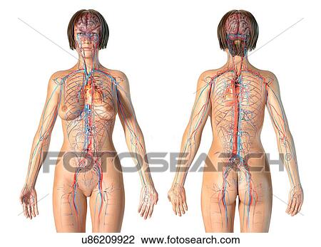 Female cardiovascular system, illustration View Large Photo Image Stock Image - Female cardiovascular system, illustration. Fotosearch
