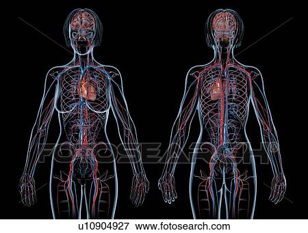 Stock Photo - Female cardiovascular system, illustration. Fotosearch