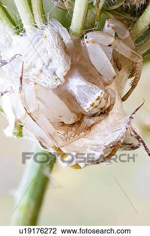 Stock Image - Female crab spider on her nest. Fotosearch