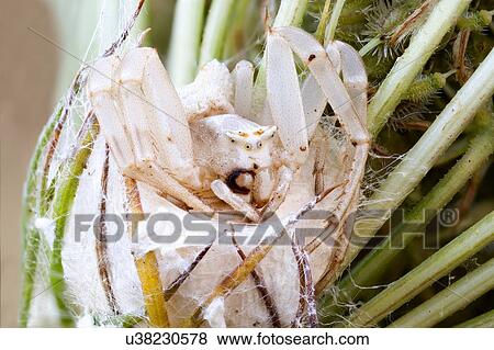 Stock Photo - Female crab spider on her nest. Fotosearch