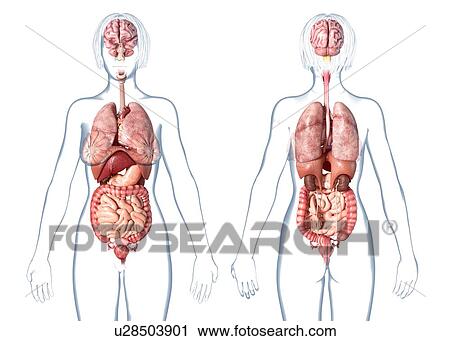 Female internal organs, illustration View Large Photo Image Stock Image - Female internal organs, illustration. Fotosearch