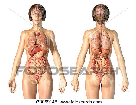 Stock Photo - Female internal organs, illustration. Fotosearch