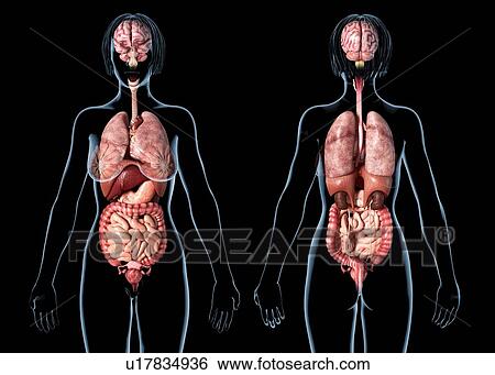 Female internal organs, illustration View Large Photo Image Stock Photograph - Female internal organs, illustration. Fotosearch