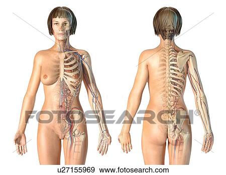 Stock Photo - Female skeletal and cardiovascular systems, illustration. Fotosearch