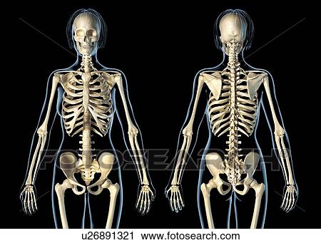 Stock Image - Female skeleton, illustration. Fotosearch