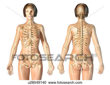 Stock Image - Female skeleton, illustration. Fotosearch