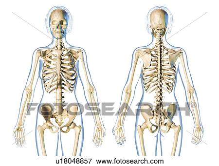 Female skeleton, illustration View Large Photo Image Stock Photo - Female skeleton, illustration. Fotosearch