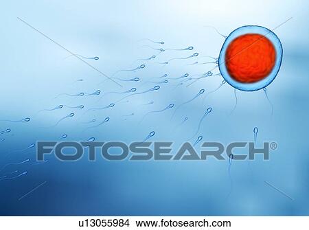 Fertilisation, illustration View Large Photo Image Picture - Fertilisation, illustration. Fotosearch