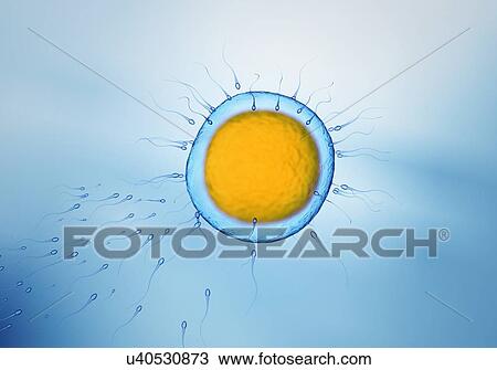 Stock Image - Fertilisation, illustration. Fotosearch