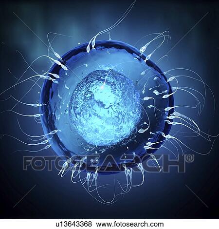 Fertilisation, illustration View Large Photo Image Stock Photo - Fertilisation, illustration. Fotosearch