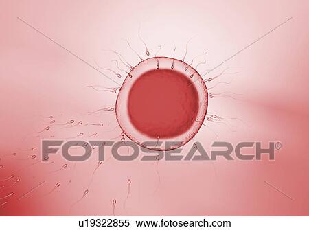 Fertilisation, illustration View Large Photo Image Stock Photography - Fertilisation, illustration. Fotosearch