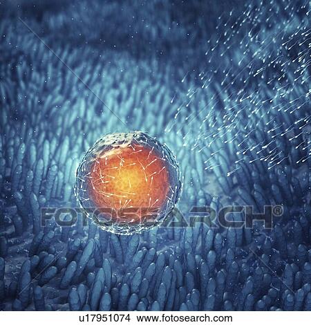 Fertilization, illustration View Large Photo Image Picture - Fertilization, illustration. Fotosearch