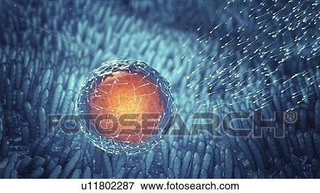 Stock Photo - Fertilization, illustration. Fotosearch