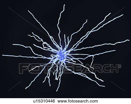 Stock Photograph - Fibrous astrocyte, illustration. Fotosearch