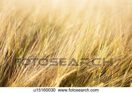 Field of wheat View Large Photo Image Stock Image - Field of wheat. Fotosearch