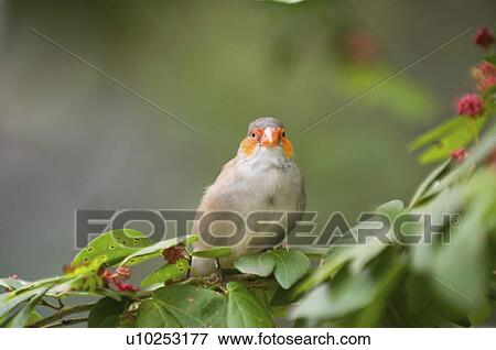 Stock Photo - Finch in a tree. Fotosearch