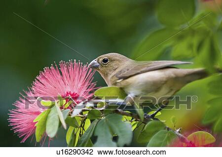 Stock Image - Finch picking a red flower. Fotosearch