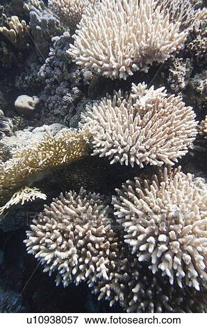 Stock Photo - Finger coral formations. Fotosearch