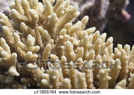 Finger coral View Large Photo Image Picture - Finger coral. Fotosearch