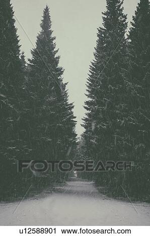 Stock Image - Fir trees in snow. Fotosearch