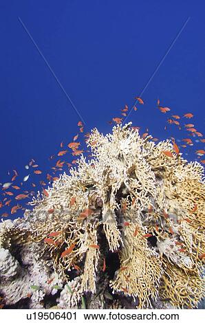 Fire coral View Large Photo Image Stock Image - Fire coral. Fotosearch