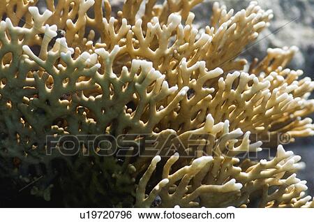 Stock Photograph - Fire coral. Fotosearch