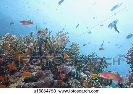 Fish swimming over corals View Large Photo Image Stock Photo - Fish swimming over corals. Fotosearch