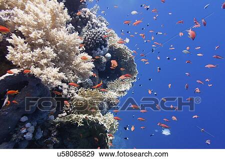 Stock Photo - Fish swimming over corals. Fotosearch