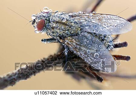 Flesh fly View Large Photo Image Stock Image - Flesh fly. Fotosearch