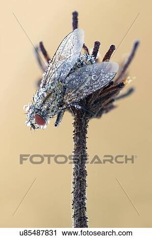 Stock Image - Flesh fly. Fotosearch