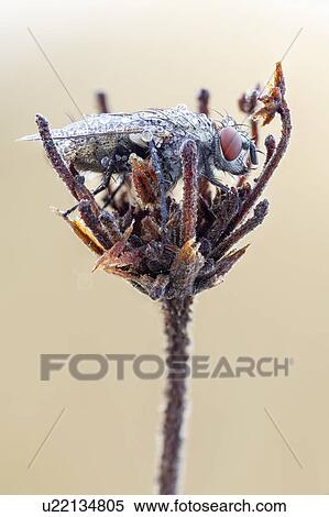 Flesh fly View Large Photo Image Stock Photography - Flesh fly. Fotosearch