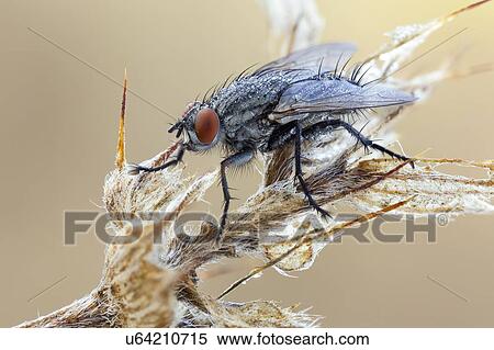 Flesh fly View Large Photo Image Stock Photography - Flesh fly. Fotosearch