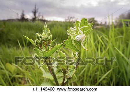 Flower crab spider View Large Photo Image Stock Image - Flower crab spider. Fotosearch