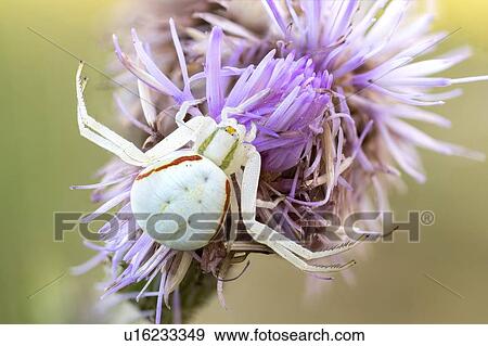 Flower crab spider View Large Photo Image Stock Photo - Flower crab spider. Fotosearch