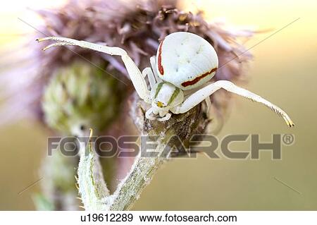 Flower crab spider View Large Photo Image Stock Photo - Flower crab spider. Fotosearch